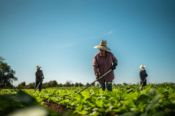 Texas Department of Agriculture Jobs – Current Vacancies